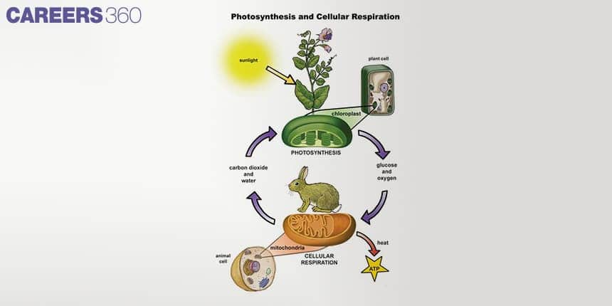 Diagram showing how plants convert sunlight, carbon dioxide, and water into glucose and oxygen (photosynthesis), and how animals use glucose and oxygen in mitochondria to release energy, carbon dioxide, and water (cellular respiration).