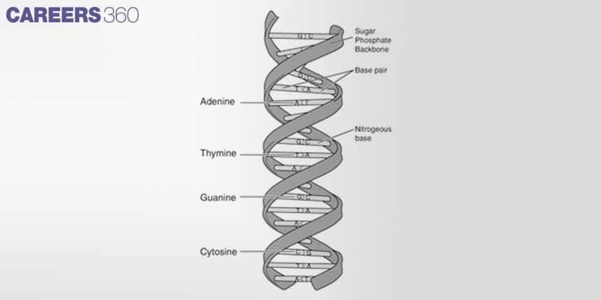 Diagram of DNA double helix showing sugar-phosphate backbone, base pairs, and nitrogenous bases: adenine, thymine, guanine, and cytosine.