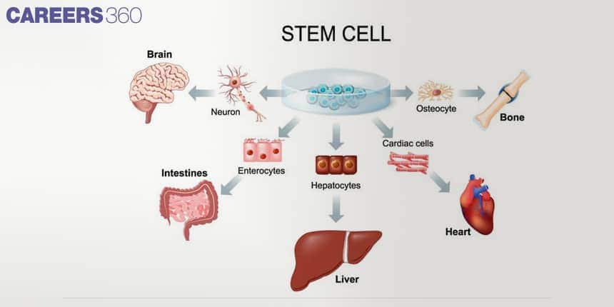 Illustration showing how stem cells differentiate into specialized cells like neurons (brain), osteocytes (bone), enterocytes (intestines), hepatocytes (liver), and cardiac cells (heart).