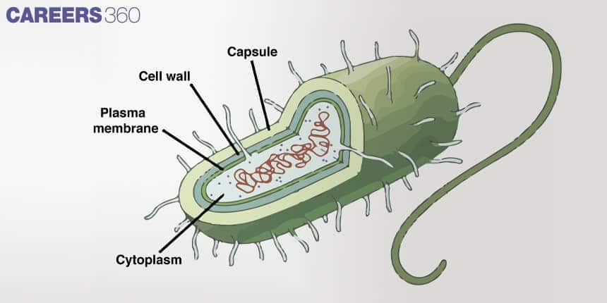 Diagram of a bacterial cell showing capsule, cell wall, plasma membrane, cytoplasm, and DNA inside the cytoplasm.