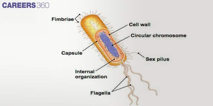 Labeled structure of a bacterial cell showing fimbriae, capsule, cell wall, circular chromosome, internal organization, sex pilus, and flagella.