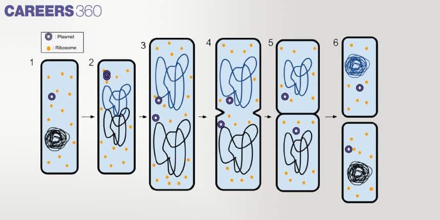 Stepwise diagram of binary fission in bacteria showing plasmid and ribosome distribution during cell division into two daughter cells.
