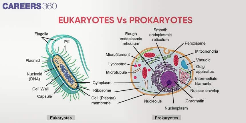 Comparison diagram of eukaryotic and prokaryotic cells showing structures like flagella, pili, plasmid, nucleoid, capsule, endoplasmic reticulum, mitochondria, vacuole, Golgi apparatus, and nucleus.