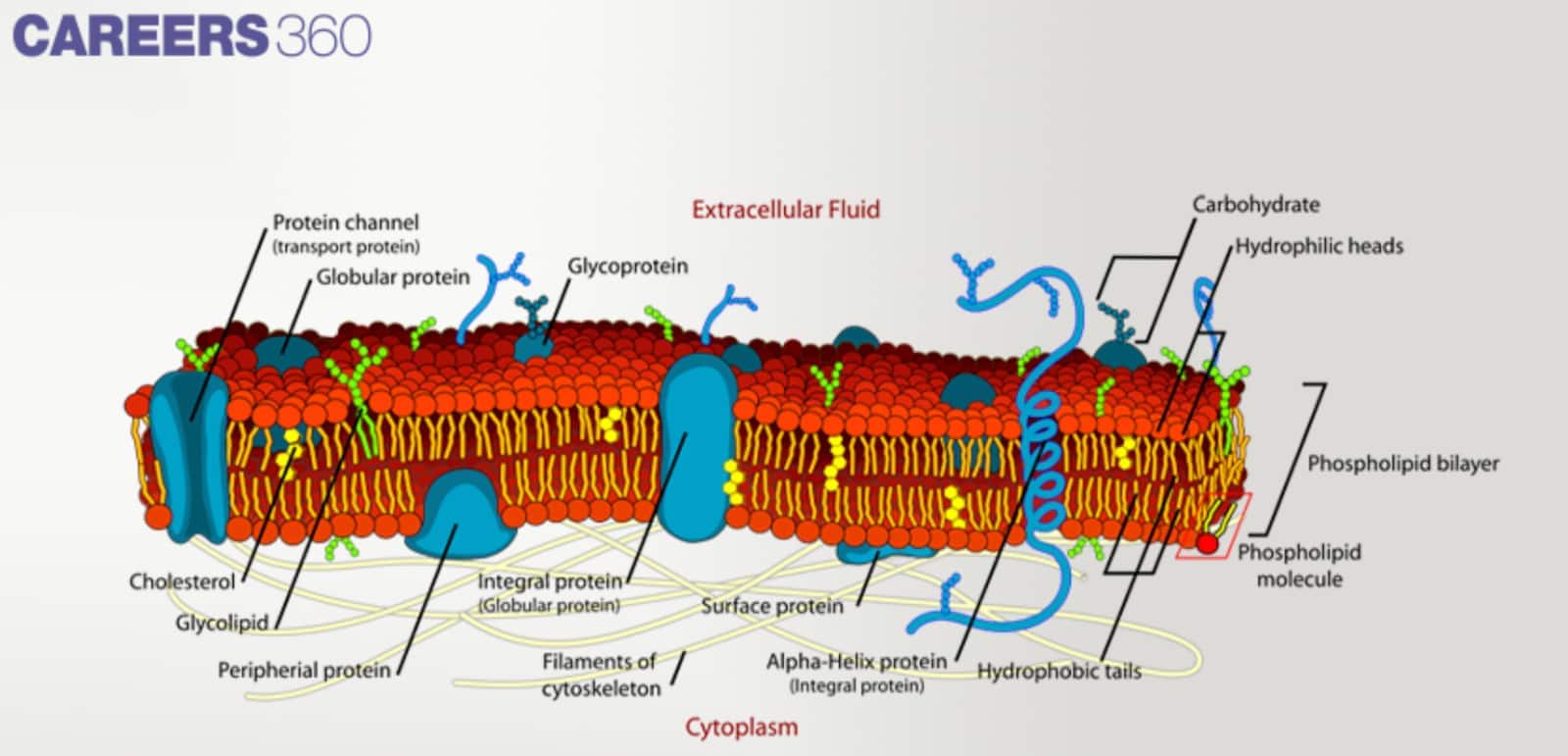Diagram of the plasma membrane showing phospholipid bilayer, hydrophilic heads, hydrophobic tails, integral proteins, peripheral proteins, glycoproteins, glycolipids, cholesterol, protein channels, and cytoskeleton filaments.