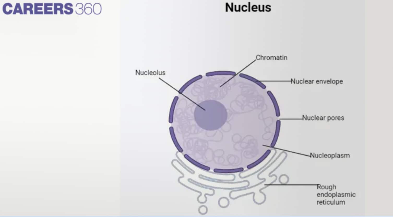 Labeled diagram of a eukaryotic nucleus showing nucleolus, chromatin, nuclear envelope, nuclear pores, nucleoplasm, and rough endoplasmic reticulum