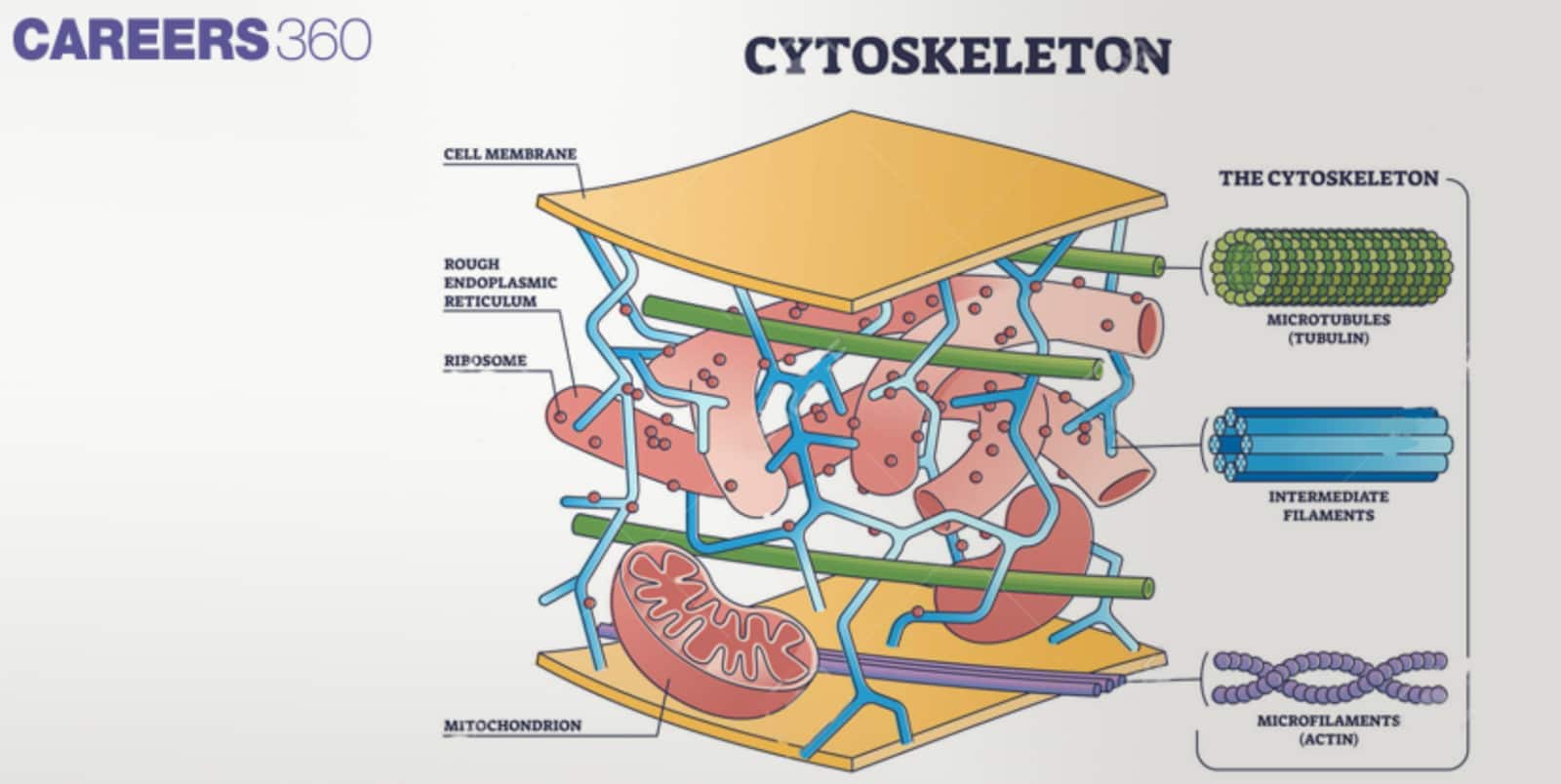 Cytoskeleton Components
