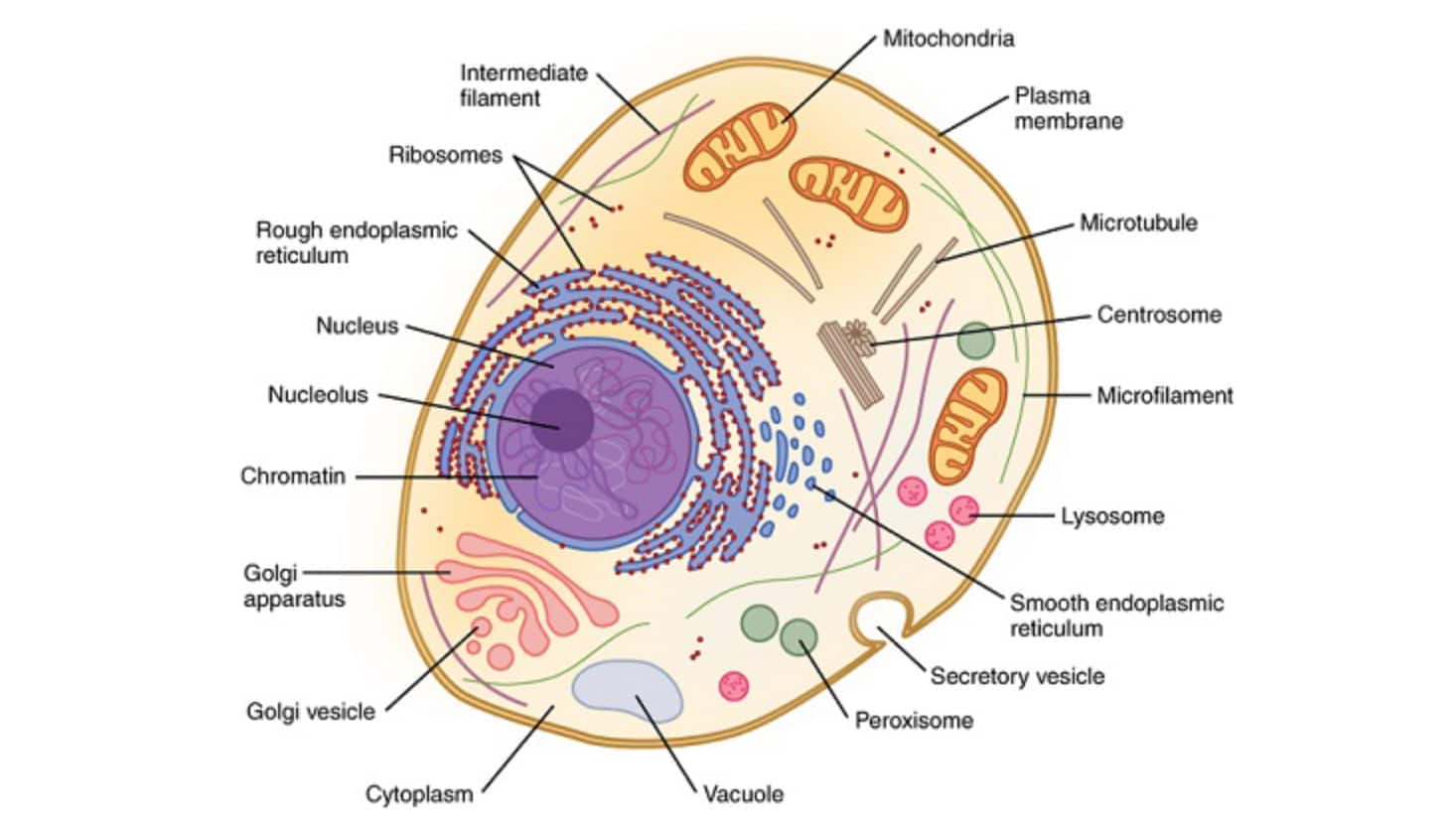 Labeled diagram of a eukaryotic cell showing nucleus, nucleolus, chromatin, mitochondria, endoplasmic reticulum, ribosomes, lysosome, peroxisome, vacuole, Golgi apparatus, cytoplasm, centrosome, and cytoskeletal components like microtubules and microfilaments.