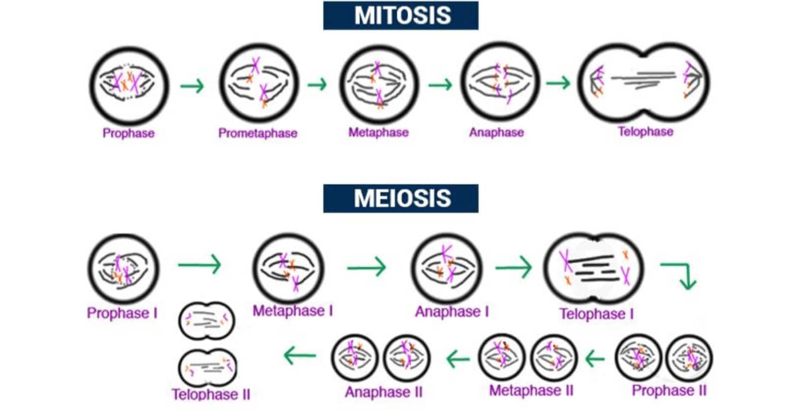Diagram showing stages of mitosis (prophase, prometaphase, metaphase, anaphase, telophase) and meiosis (prophase I, metaphase I, anaphase I, telophase I, prophase II, metaphase II, anaphase II, telophase II) with chromosome behavior.