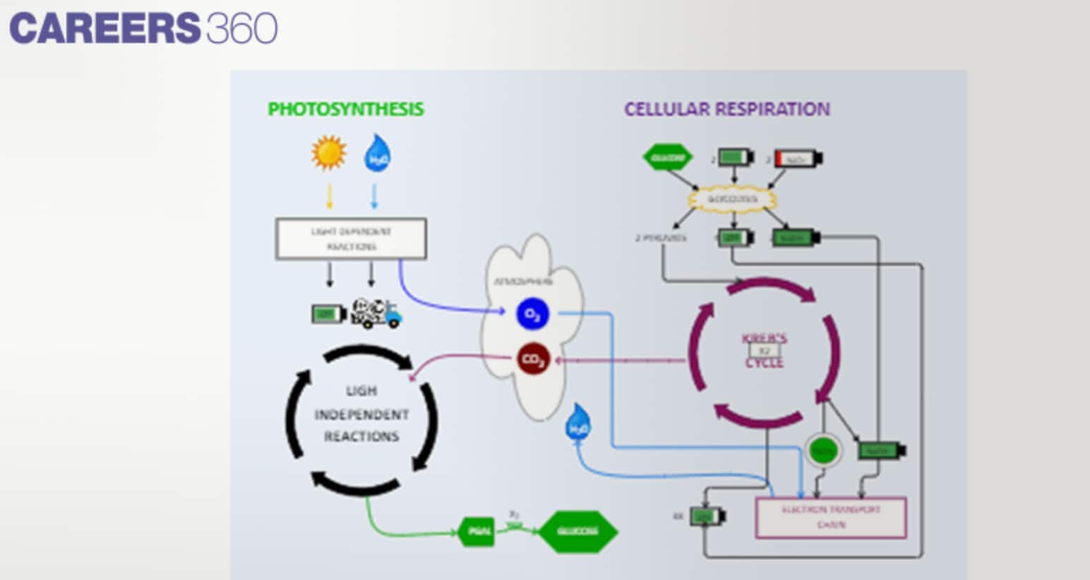 Flowchart showing photosynthesis (light-dependent and light-independent reactions) and cellular respiration (glycolysis, Krebs cycle, electron transport chain) with exchange of oxygen, carbon dioxide, ATP, and glucose.