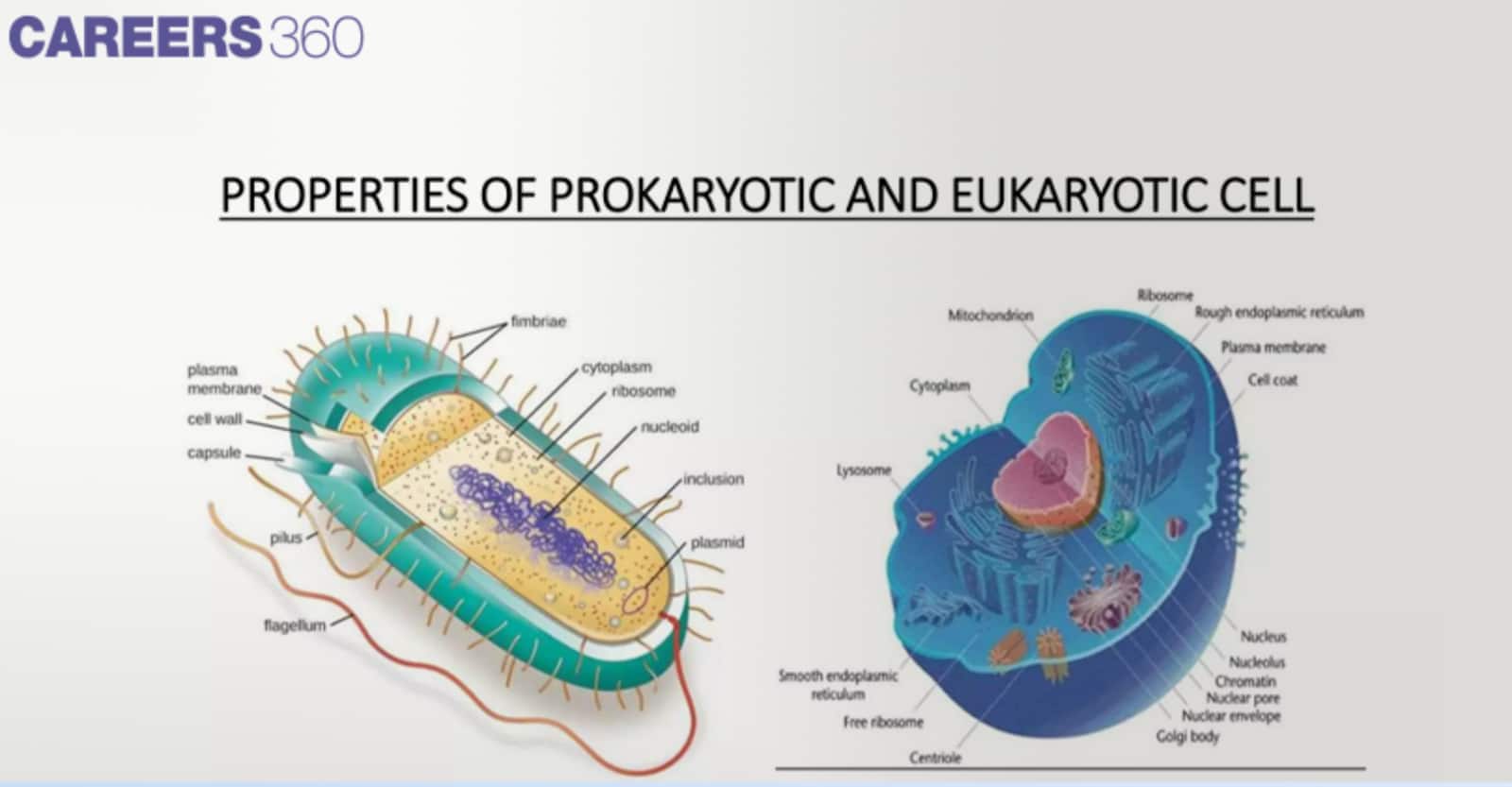Comparative diagram showing structure of a prokaryotic cell (with fimbriae, capsule, nucleoid, ribosomes, flagellum, and pili) and a eukaryotic cell (with mitochondria, endoplasmic reticulum, nucleus, Golgi body, lysosome, ribosomes, and plasma membrane).