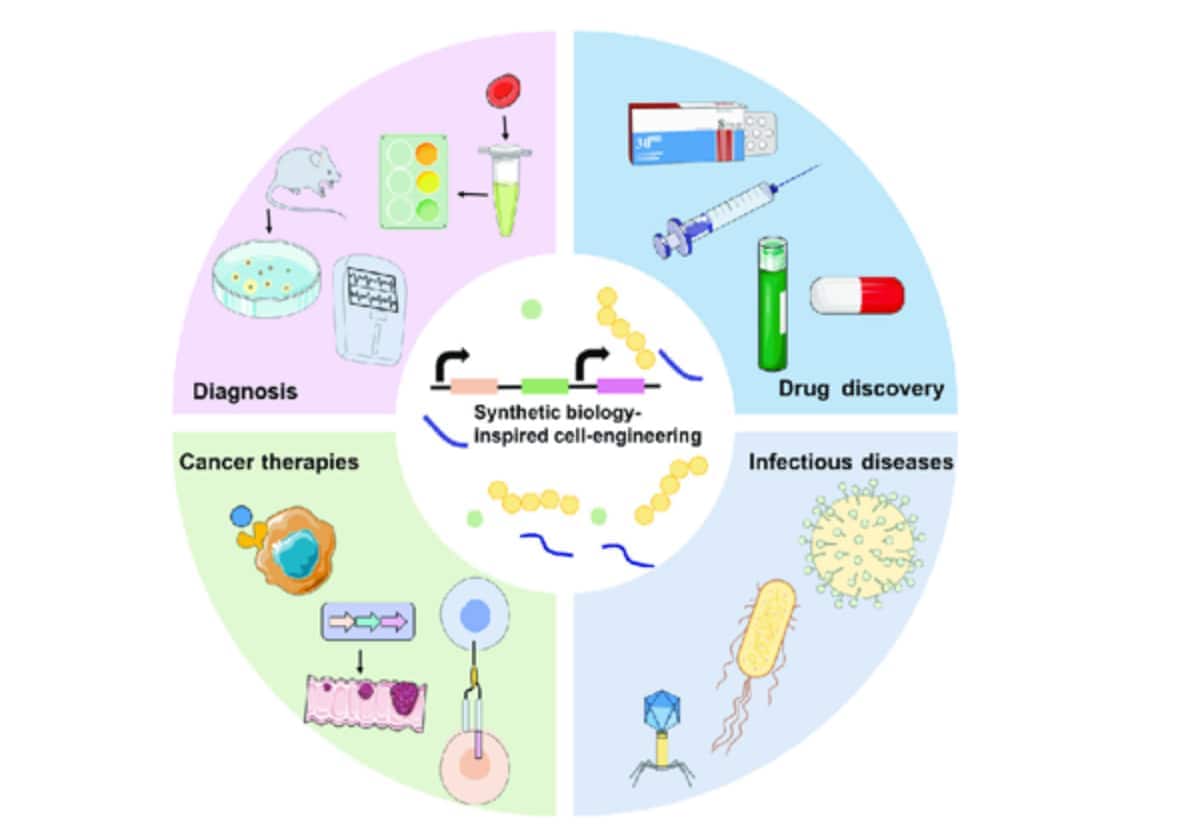 A circular infographic showing applications of synthetic biology-inspired cell engineering, divided into four sections: diagnosis (lab mice, test tubes, and petri dishes), drug discovery (syringe, test tube, capsule), cancer therapies (cells and tissue), and infectious diseases (virus and bacteria illustrations).