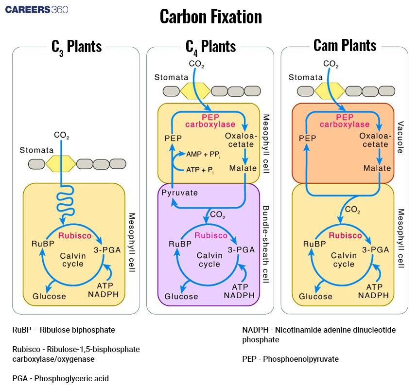Diagram comparing carbon fixation pathways in C₃, C₄, and CAM plants, showing CO₂ entry through stomata, fixation by RuBisCO in C₃ plants, by PEP carboxylase in C₄ and CAM plants, formation of oxaloacetate and malate, and separation of the Calvin cycle between mesophyll and bundle sheath or time-separated processes.