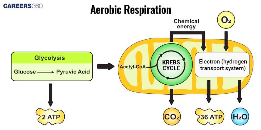 Illustration of aerobic respiration showing glucose breaking down into pyruvic acid during glycolysis to produce 2 ATP, followed by the Krebs cycle and electron transport chain in mitochondria using oxygen (O₂) to generate 36 ATP, carbon dioxide (CO₂), and water (H₂O).
