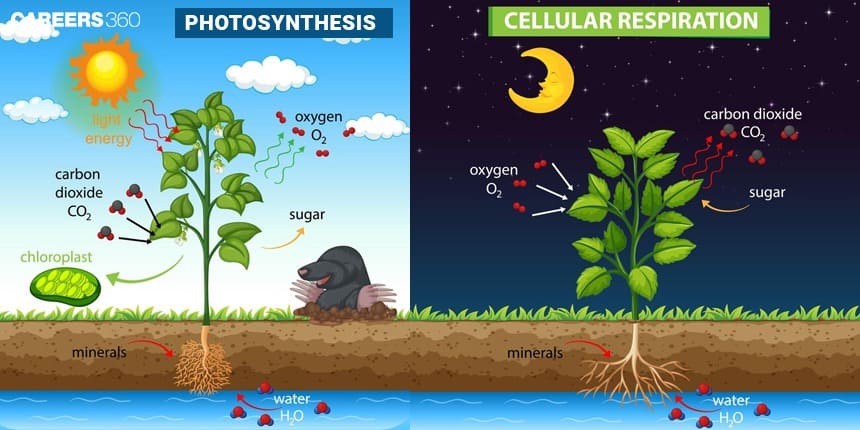 Illustration comparing photosynthesis and cellular respiration: the left panel shows a green plant in daylight using sunlight, carbon dioxide (CO₂), and water (H₂O) to produce sugar and oxygen (O₂); the right panel shows the same plant at night consuming oxygen and sugar to release carbon dioxide, water, and energy during cellular respiration.