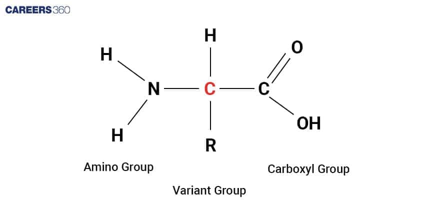 Diagram of an amino acid showing central carbon bonded to an amino group, carboxyl group, hydrogen atom, and variable R group.