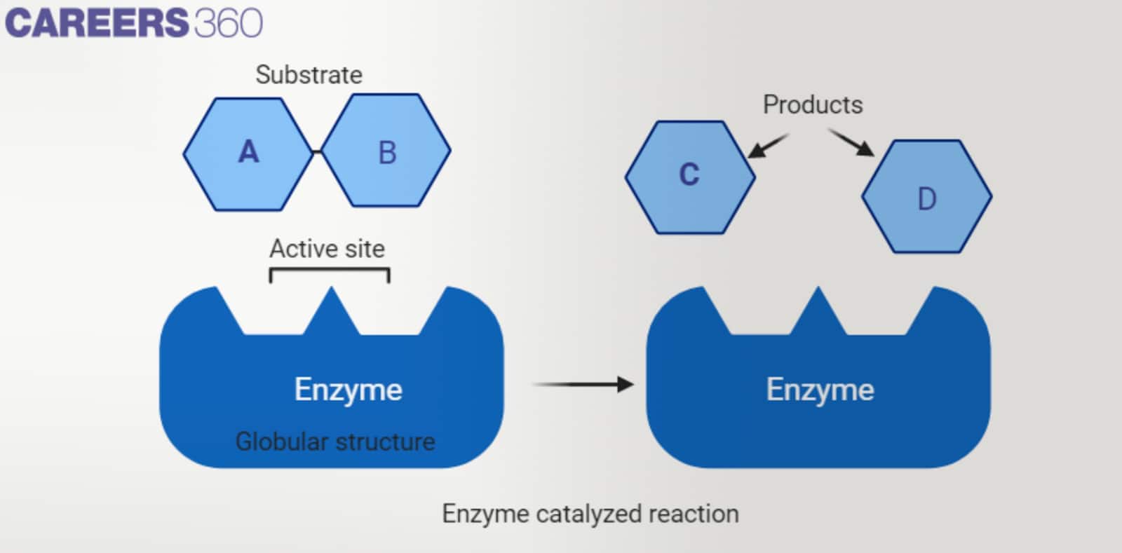 Illustration of an enzyme-catalyzed reaction showing substrate binding at the active site of an enzyme to form products, highlighting the transformation of molecules A and B into C and D.
