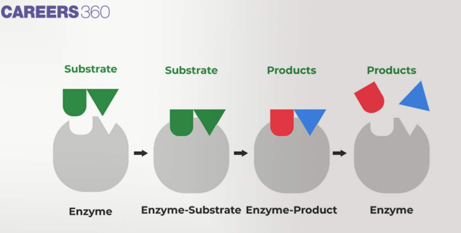 Diagram showing enzyme-substrate interaction and product formation through stages — enzyme, enzyme-substrate complex, enzyme-product complex, and free enzyme after reaction.