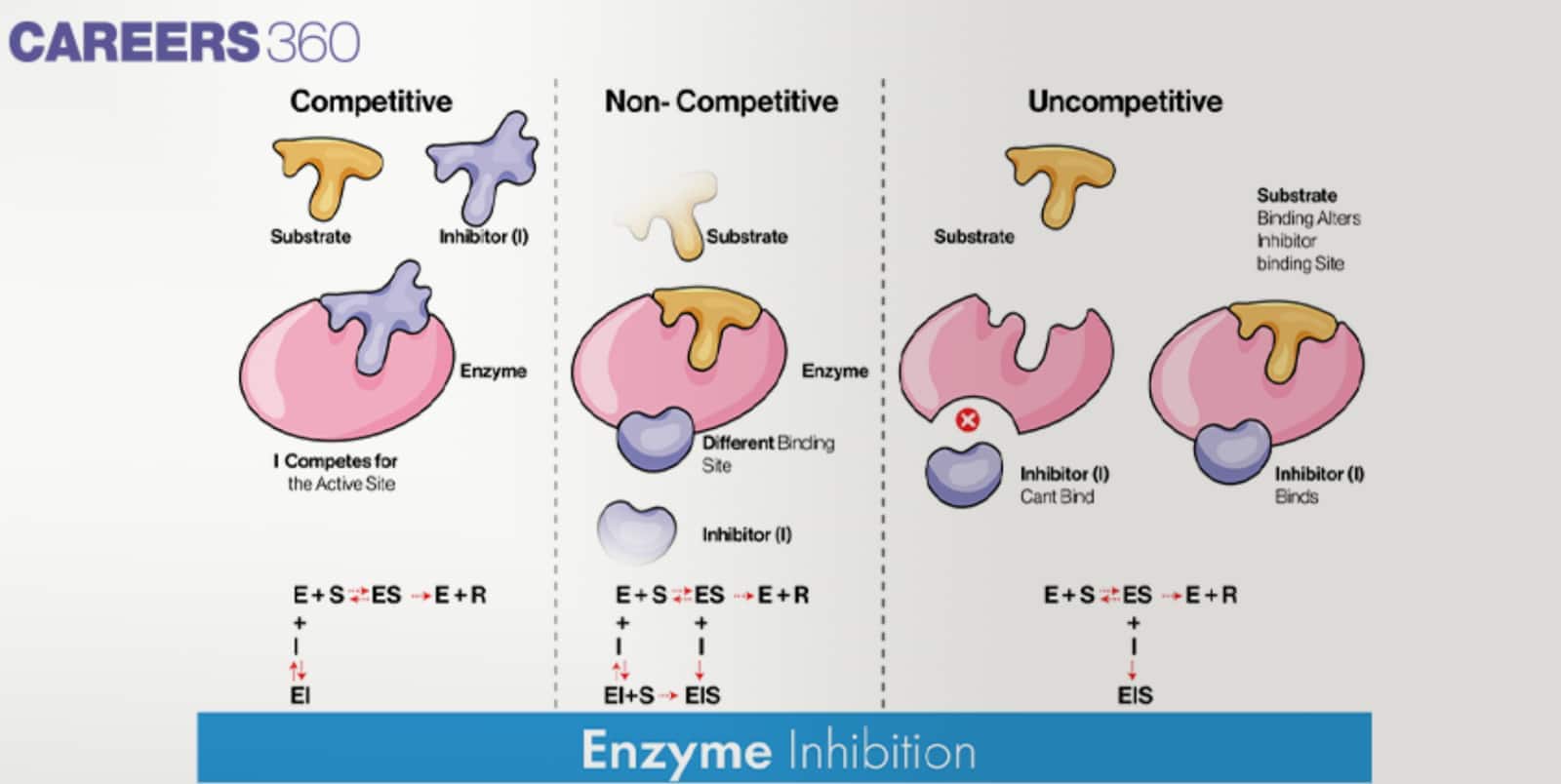 Illustration showing types of enzyme inhibition: competitive, non-competitive, and uncompetitive inhibition, depicting how inhibitors interact with the enzyme’s active site and affect substrate binding.