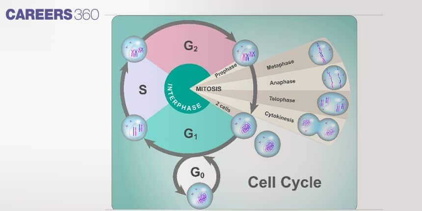 Diagram of the cell cycle showing different phases — G₁, S, G₂, and M phase — with mitosis stages including prophase, metaphase, anaphase, telophase, and cytokinesis, leading to the formation of two daughter cells.