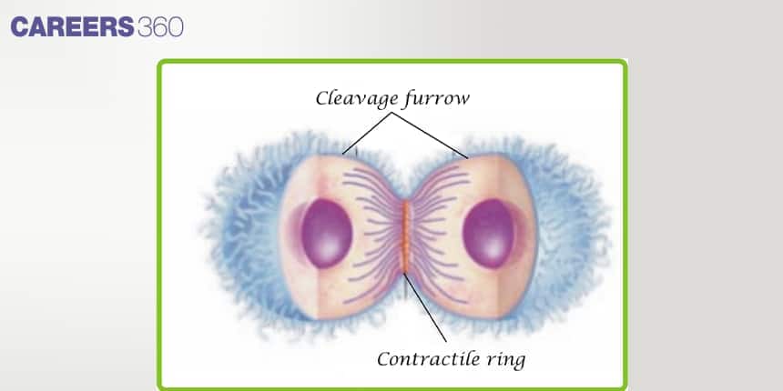 Diagram showing cytokinesis in an animal cell with cleavage furrow and contractile ring formation that helps divide the cytoplasm into two daughter cells.