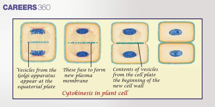 Illustration showing cytokinesis in a plant cell, where vesicles from the Golgi apparatus form a cell plate that develops into a new cell wall separating two daughter cells.