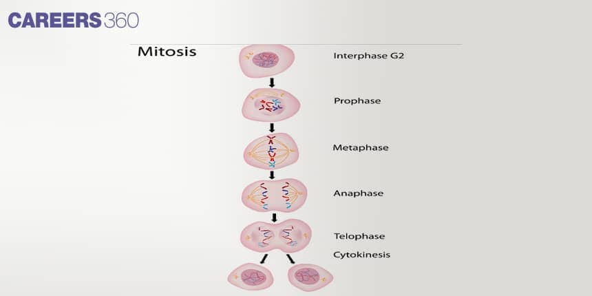 Illustration showing stages of mitosis — interphase, prophase, metaphase, anaphase, telophase, and cytokinesis — leading to two identical daughter cells.
