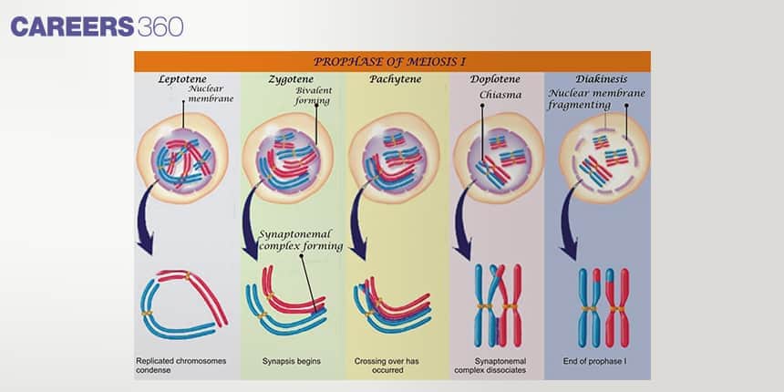 Illustration showing the stages of Prophase I in meiosis — leptotene, zygotene, pachytene, diplotene, and diakinesis — highlighting chromosome condensation, synapsis, crossing over, and chiasma formation.