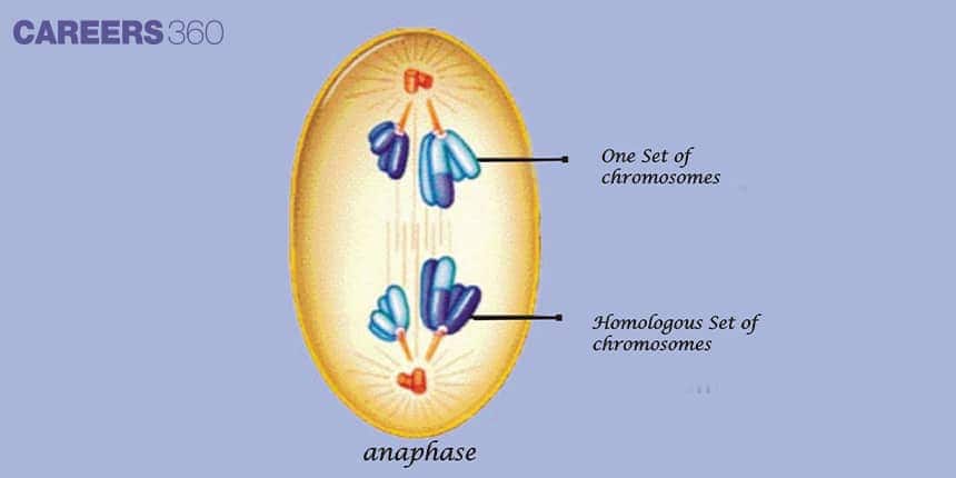 Diagram showing the anaphase stage of cell division where homologous chromosomes and one set of chromosomes move toward opposite poles of the cell.