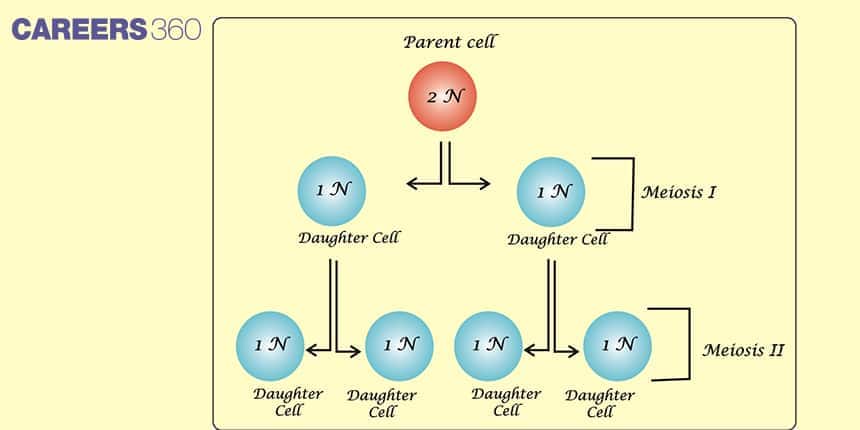 Diagram illustrating the process of meiosis showing a diploid parent cell (2N) dividing through Meiosis I and Meiosis II to produce four haploid daughter cells (1N) with half the chromosome number.