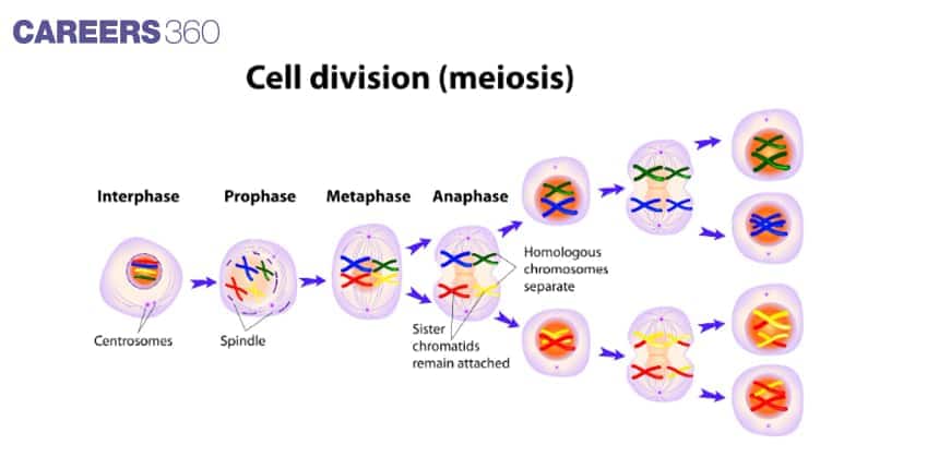 Meiosis