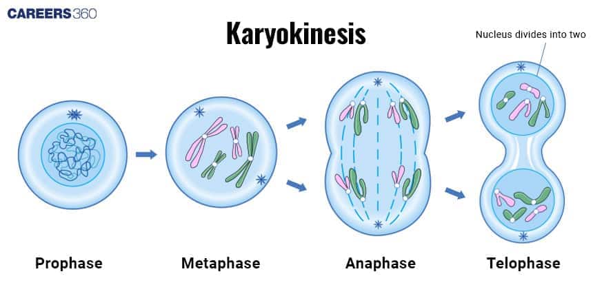 Diagram illustrating karyokinesis, showing the stages of mitotic nuclear division — prophase, metaphase, anaphase, and telophase — where the nucleus divides into two identical nuclei.