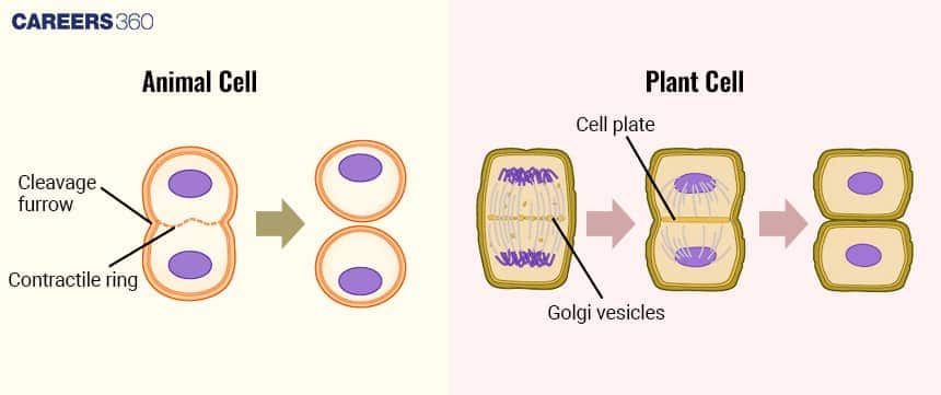 Comparison of cytokinesis in animal and plant cells: the animal cell divides through cleavage furrow formation using a contractile ring, while the plant cell forms a new cell plate with Golgi vesicles to separate the two daughter cells.