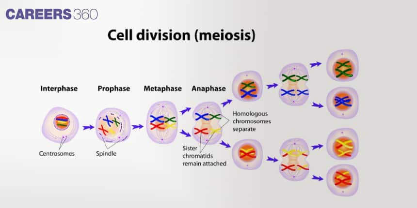 Illustration showing the stages of meiosis — interphase, prophase, metaphase, and anaphase — depicting homologous chromosome separation and formation of four genetically distinct haploid cells.