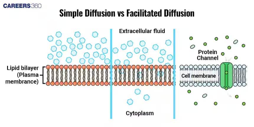 Illustration comparing simple diffusion and facilitated diffusion — simple diffusion occurs directly through the lipid bilayer, while facilitated diffusion uses a protein channel in the cell membrane for transport.
