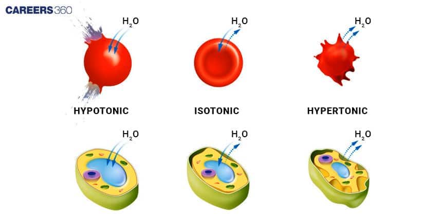 Diagram showing the effects of hypotonic, isotonic, and hypertonic solutions on animal and plant cells — cells swell in hypotonic solutions, remain normal in isotonic solutions, and shrink in hypertonic solutions.