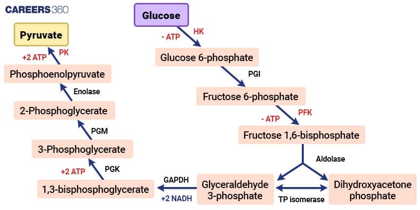 Diagram showing the complete glycolysis pathway where glucose is broken down into pyruvate through multiple enzymatic steps. It highlights intermediates like glucose-6-phosphate, fructose-6-phosphate, glyceraldehyde-3-phosphate, and phosphoenolpyruvate. Key enzymes (HK, PFK, GAPDH, PGK, PGM, PK) and energy exchanges are indicated, showing ATP consumption and generation, and NAD⁺ reduction to NADH.