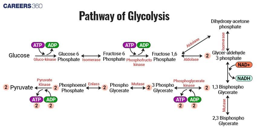 Diagram showing the pathway of glycolysis — the breakdown of glucose into pyruvate through enzyme-catalyzed steps. It depicts intermediates such as glucose-6-phosphate, fructose-1,6-bisphosphate, glyceraldehyde-3-phosphate, and 3-phosphoglycerate, with associated enzymes (e.g., glucokinase, phosphofructokinase, aldolase) and the use and production of ATP and NADH.