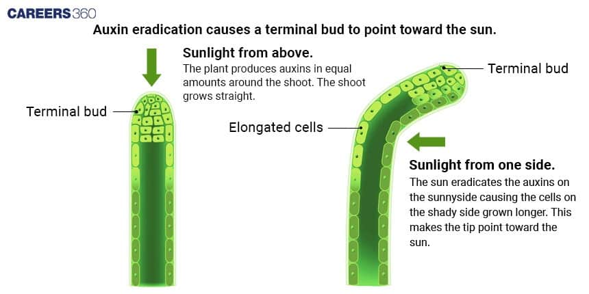 A close-up image of a young green plant growing in fertile soil under sunlight, symbolizing the role of auxin—the plant growth hormone responsible for cell elongation and development. The text overlay reads “AUXIN – The Plant Growth Hormone.”