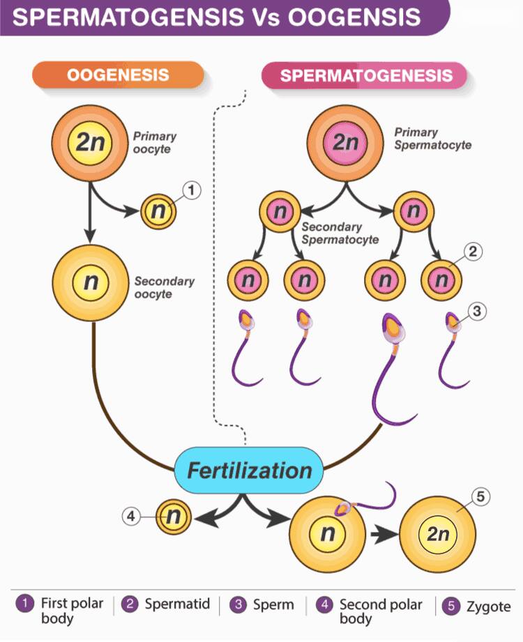 Comparison diagram of oogenesis and spermatogenesis. The oogenesis side shows the formation of a secondary oocyte from a primary oocyte (2n → n), while the spermatogenesis side shows the production of four sperms from one primary spermatocyte (2n → n), highlighting meiotic divisions.