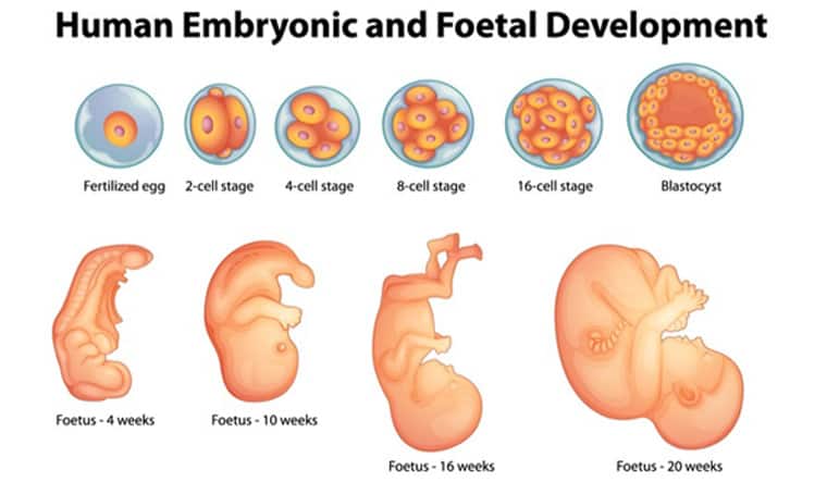 Illustration showing stages of human embryonic and foetal development from a fertilized egg to 20-week foetus. The top row depicts cell division stages—2-cell, 4-cell, 8-cell, 16-cell, and blastocyst—while the bottom row shows foetal growth at 4, 10, 16, and 20 weeks.