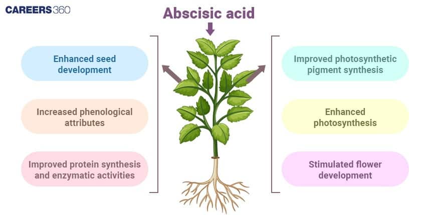 Diagram illustrating the role of abscisic acid (ABA) in plant growth and development. A central plant image is surrounded by labeled effects — on the left: enhanced seed development, increased phenological attributes, and improved protein synthesis and enzymatic activities; on the right: improved photosynthetic pigment synthesis, enhanced photosynthesis, and stimulated flower development.