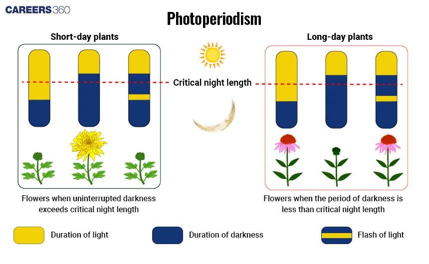 Illustration showing short-day and long-day plants, explaining how flowering depends on the duration of light and darkness relative to the critical night length.