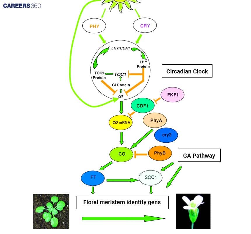 Flowchart depicting how light signals through phytochrome (PHY) and cryptochrome (CRY) influence the circadian clock and gene expression to control flowering in plants.