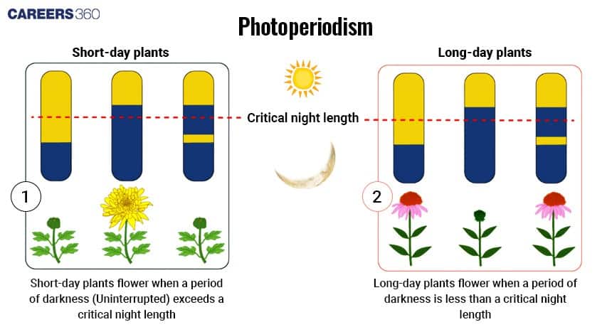 Illustration comparing short-day and long-day plants, showing how flowering depends on the duration of light and darkness relative to the critical night length.