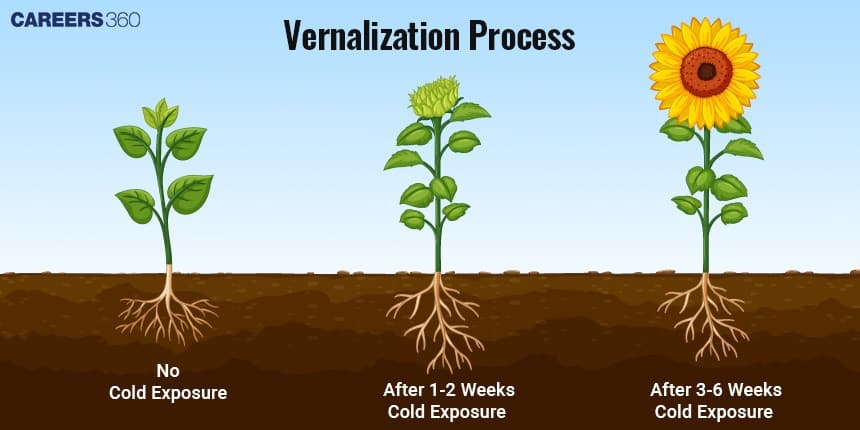 Diagram showing stages of plant growth after different durations of cold exposure—no exposure, 1–2 weeks, and 3–6 weeks—illustrating how cold treatment promotes flowering.