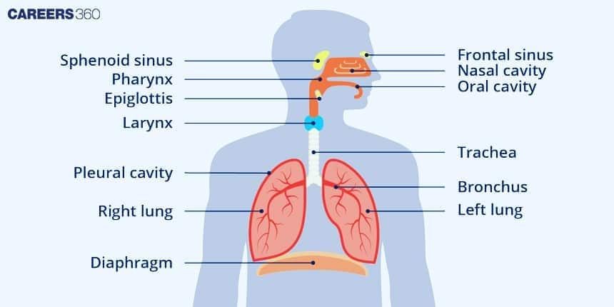 Diagram of the human respiratory system showing major structures including the sphenoid and frontal sinuses, nasal and oral cavities, pharynx, epiglottis, larynx, trachea, bronchi, lungs, pleural cavity, and diaphragm. Labels illustrate the airflow pathway and anatomical layout within the thoracic region.