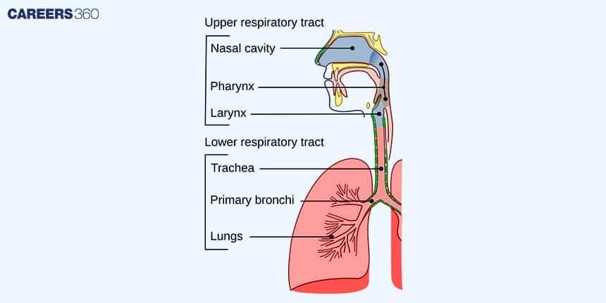 Labeled diagram of the human respiratory system showing both upper and lower respiratory tracts. It includes nasal cavity, pharynx, and larynx in the upper tract, and trachea, primary bronchi, and lungs in the lower tract, illustrating the air passage from nose to lungs.