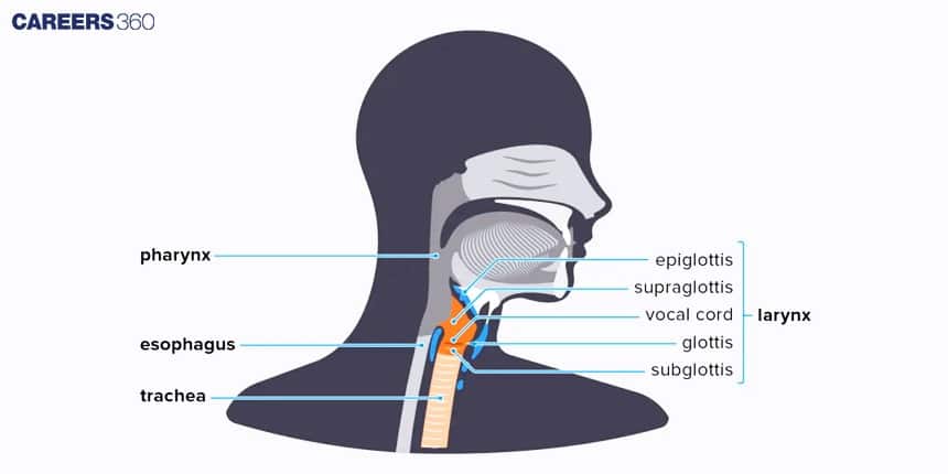Side-view diagram of the human throat labeling the pharynx, esophagus, trachea, and parts of the larynx including epiglottis, supraglottis, vocal cords, glottis, and subglottis.