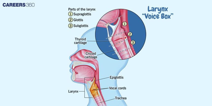 A labeled diagram of the larynx showing the supraglottis, glottis, and subglottis, along with thyroid cartilage, cricoid cartilage, vocal cords, epiglottis, and trachea.
