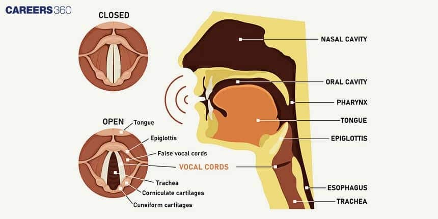 A labeled diagram of the human vocal cords showing open and closed positions, along with surrounding structures such as the tongue, epiglottis, pharynx, nasal cavity, trachea, and esophagus.